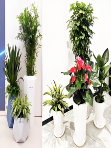 “选植物租赁，慈溪这家公司口碑超棒！验